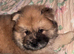 Fawn Merle chow chow