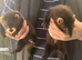 Eu polecat kits 4 hobs 1 Jill