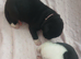 American Akita puppies