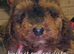 Last cockerpoo ready to leave
