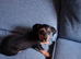 Dachshund x Jack Russell