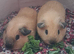 BEAUTIFUL PURE BABY CALIFORNIANS