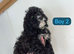 Cavapoo
