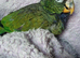 Maximilian pionus