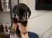 Beautiful Dachshund puppies ready to home