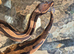 Low white Pied female ball python for sale