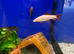 Albino Rainbow Shark (Epalzerhynchos bicolor)