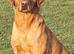 Working Fox red labrador for stud