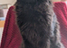 5 maine coon kittens. 4 boys and 1 girl.
