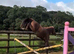 16hh Arko x Newmarket Venture 4 year old Gelding