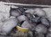 Ferrets kits ready to go
