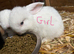 Gorgeous mini lop babies