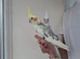 Super silly hand tamed baby cockatiels for sale