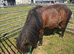 Miniature Shetland mare