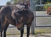 Gorgeous Bay Yearling Mini Shetland Colt