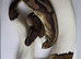 Royal/Ball Pythons for sale