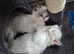 Two Ragdoll kittens