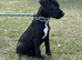 Most beautiful little boy patterdale puppy