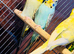 Young budgies