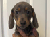 Miniature dachshund