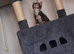Monty needs new home asap