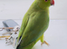 Stunning young Indian ringnick parrot