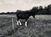 Stunning black shire for sale