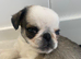 Rare blue panda boy pug