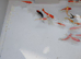 Sarasa Comet. around 3 inch. please read ad for price. nice selection