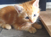 4 beautiful kittens for sale