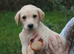 Kennel Club Registered Labrador Puppies &ndash; Working Lines