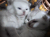 Scottish fold kittens