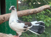 English garden fantail pigeons
