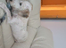 Poddle cross sealyham terrier
