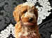 Stunning pra clear miniature poodles for stud