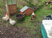 Pekin bantam fertile eggs