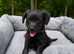 Jackapoo Puppies