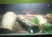 Corn snake for sale with viv