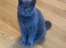 PEDIGREE, LOVING, HEALTHY NEEDING NEW HOMES