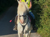 14.2hh appaloosa cob