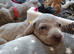 Beautiful KC registered Weimaraner Puppies. Hip Scored Parents. Champion bloodlines.Sire Show Weimaraner of the year 2025.