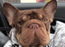 French bulldog for retirement home