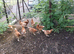 Warren chickens 12 weeks