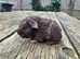 Teddy boars
