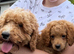 Cavapoo girl available