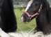 Cob colt