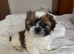 Two beautiful Shih Tzu puppies for sale