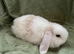 Beautiful Mini Lop Female Rabbit for sale