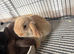 Lovely soft fluffy friendly mini lops