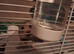 4 month old male Syrian hamster